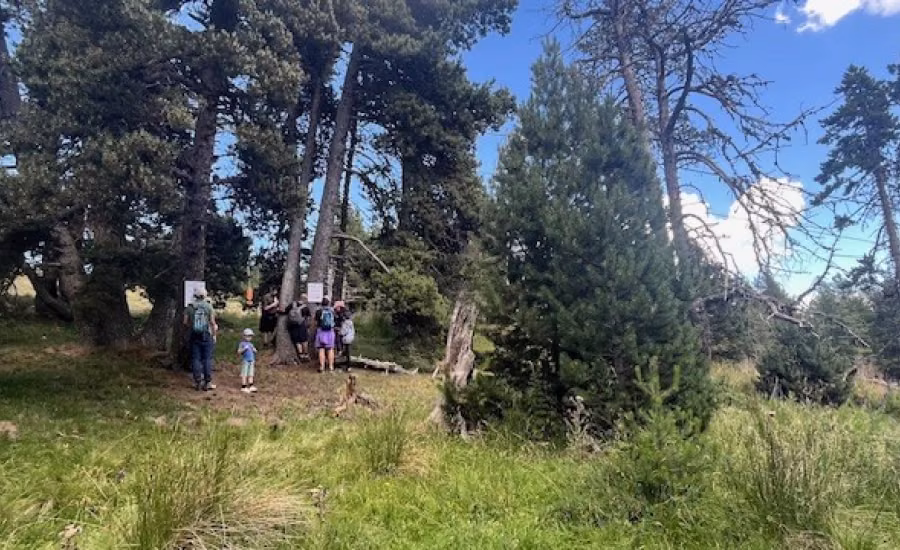 Font Romeu TCD26