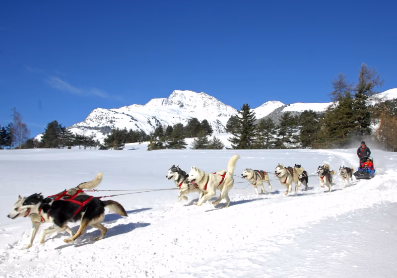 Husky Adventure