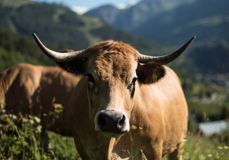 Agriculture Valloire