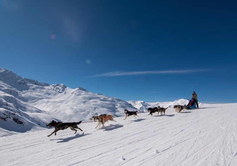 Chiens traineaux - T.Loubere OT Val Thorens - 3