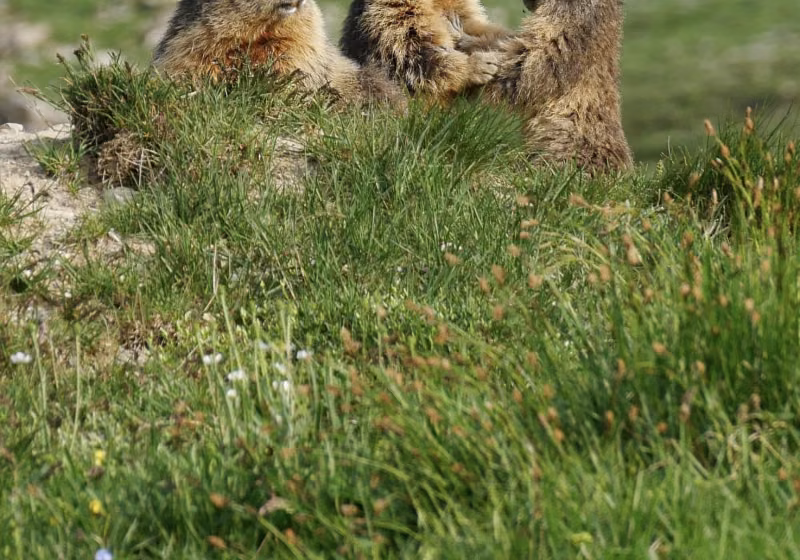 Marmotte