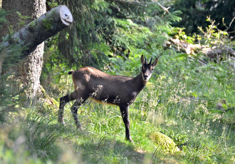 Chamois sur les hauteurs