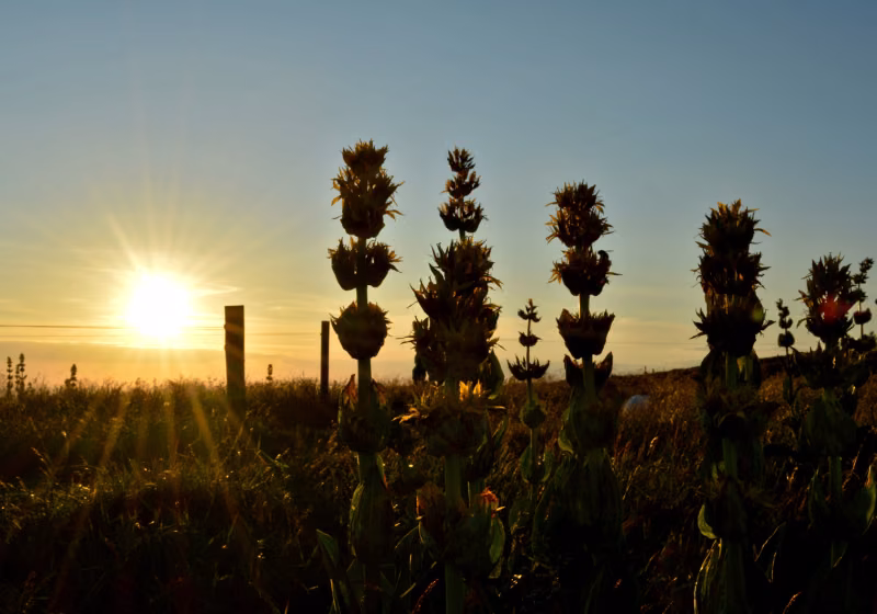 Coucher de soleil sur les crêtes